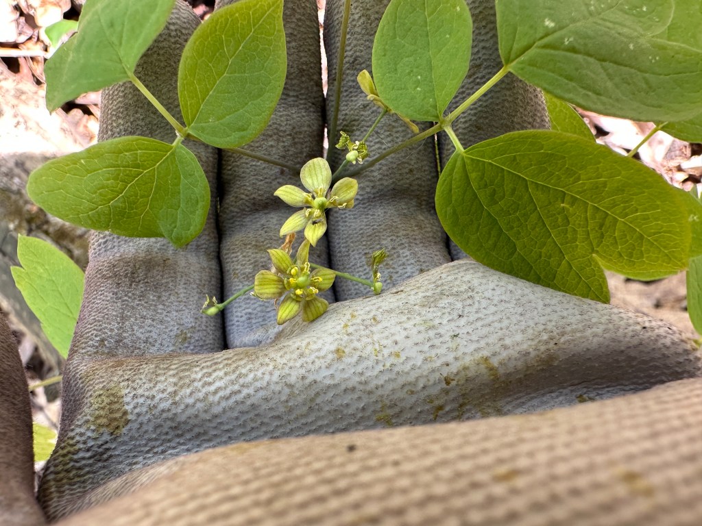Spring Invasives 2026